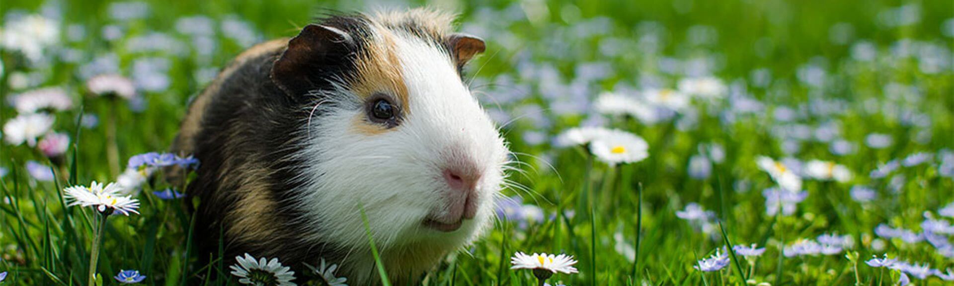 Guinea Pig 2 Orig