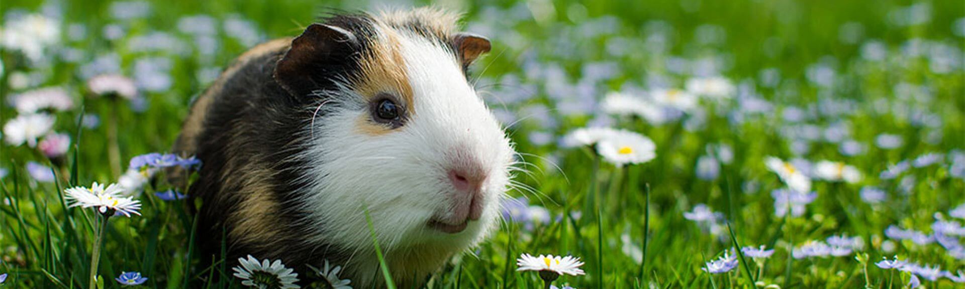 Guinea Pig 2