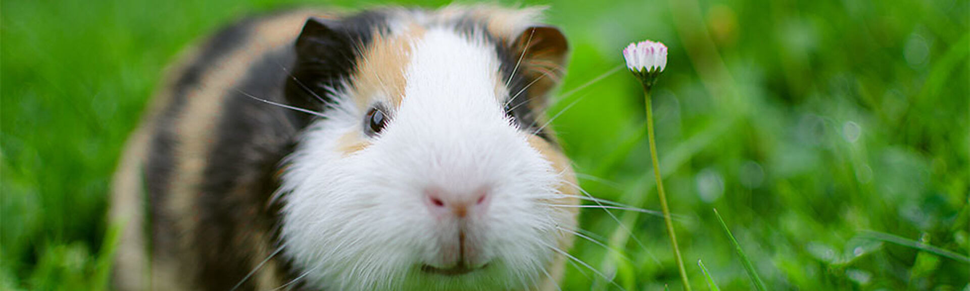 Guinea Pig